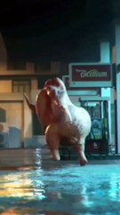 New Chicken Dance Going Viral! Get Ready to Wiggle! short