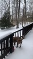 Dog Slides Down Icy Hill