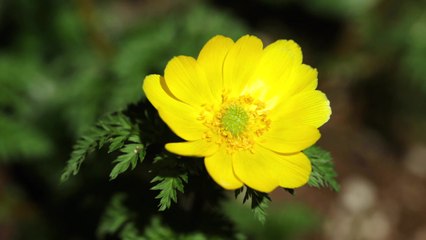 [영상] 봄을 깨우는 소리가 들리면 / YTN