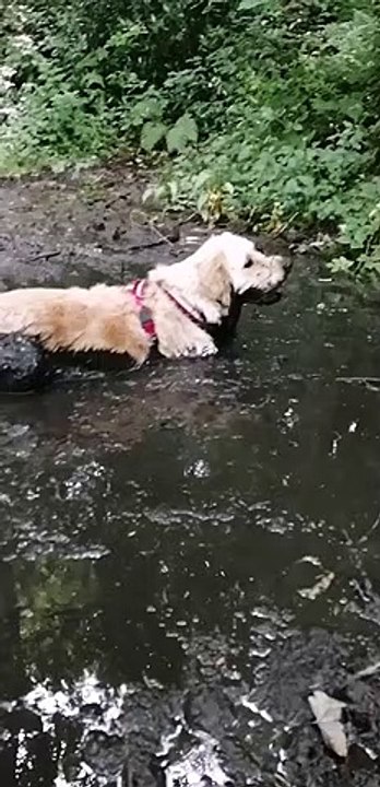 Golden Retriever Mud Bath