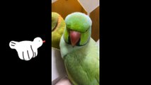 Animals vs mirror  - funny animals