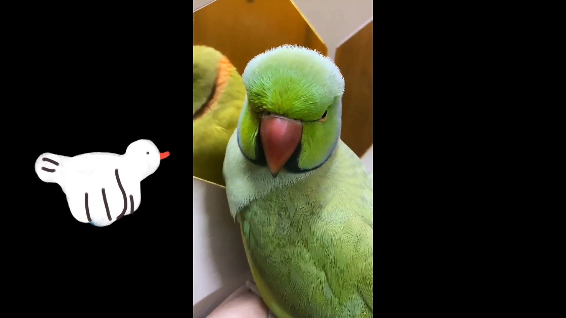 ⁣Animals vs mirror  - funny animals