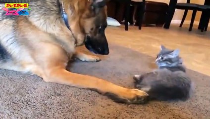 عندما تجتمع القطط والكلاب مقاطع تسليك وتجعلك تشعر بالسعادة