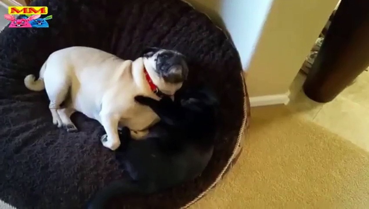 عائلات الكلاب والقطط  لحظات مثيرة للإعجاب ومفعمة بالحيوية