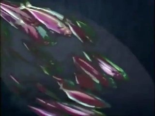 The Trials of Life | show | 1990 | Official Clip