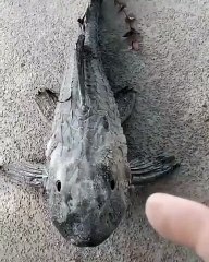 Cara bertahan hidup ikan sapu sapu di luar nalar !