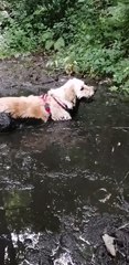 Golden Retriever Mud Bath