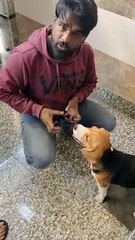 Hired New Trainer for Murphy l Beagle Puppy Training