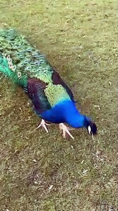 Junge Tiere sind Schönheit, was für ein wunderschönes Tier