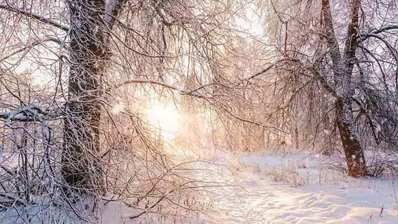 Sunrise snowfall Trees background.