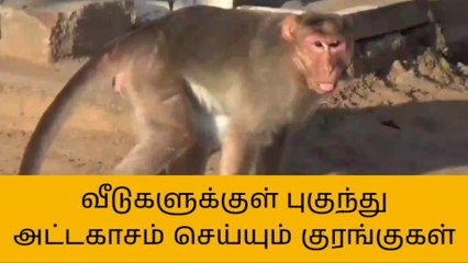 தஞ்சை: குரங்குகள் தொல்லையால் மக்கள் அவதி!