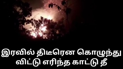 குமரி மலையோர பகுதிகளில் பற்றி எரியும் காட்டு தீ !