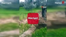 Kırılan fay hattı ikiye böldüğü zeytin ağacının parçalarını 10 metre uzağa taşıdı