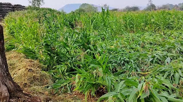 It rained at many places in Barwani district