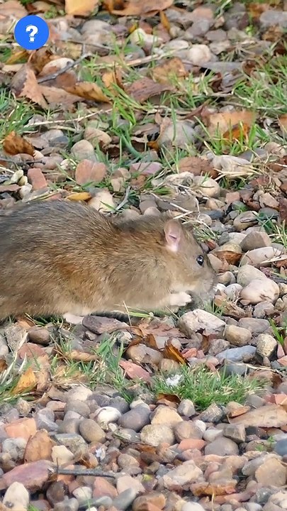 Rat facts in தமிழ்? | know This #shorts