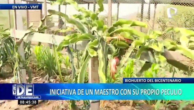Gran iniciativa de profesor en VMT: Docente convierte basural en biohuerto