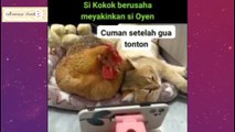 Begini kelakuan kucing gabutllkucing malas,kucing gabut