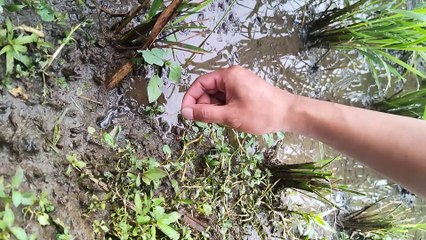 FISHING ADVENTURES 1
