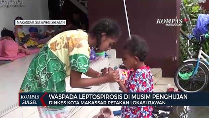 Waspada Leptospirosis Di Musim Penghujan