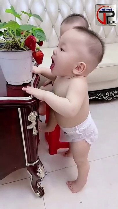 Trái gì...ăn nó đã _ funny videos _ điện tử trí phát _ #shorts