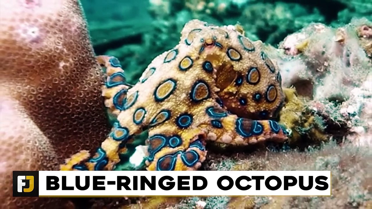 15 Animals You Should Never Touch