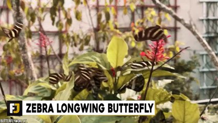 15 Most Beautiful Butterflies In The World