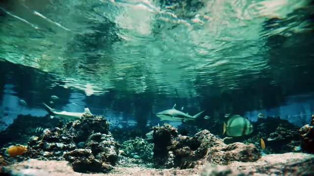 15 Extremely Terrifying Teeth In The Animal World