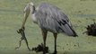 'Nature is majestic!' - Great blue heron hungrily tries to devour a bullfrog it catches