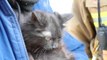 ‘Scared’ kitten saved from shelled building by Ukrainian rescue crew