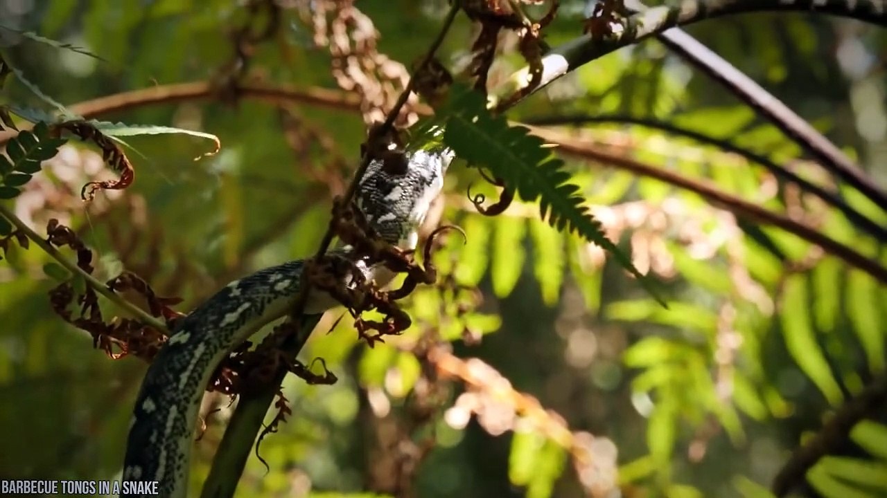 15 Weirdest Things Ever Found Inside Animals