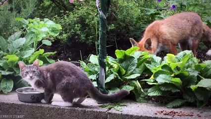 15 Unbelievable Friendship Between Animals