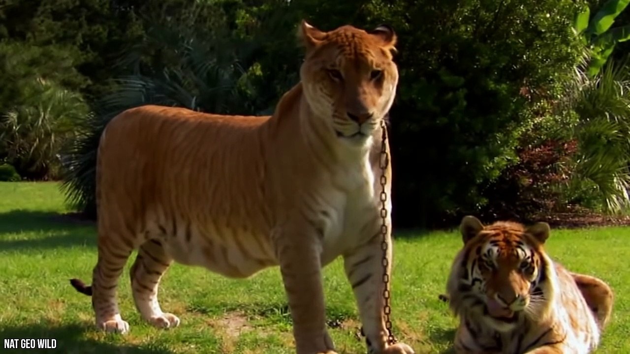 15 Amazing Hybrid Animals That Actually Exist - video Dailymotion