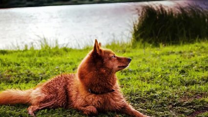 15 Rarest Dog Breeds In The World