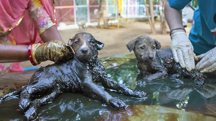 10 Most Inspiring Animal Rescues