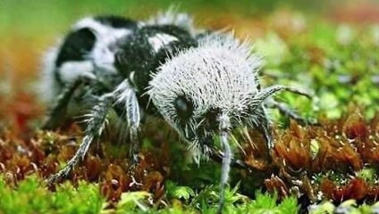 10 Strangest Animals that are Hard to Believe are Real