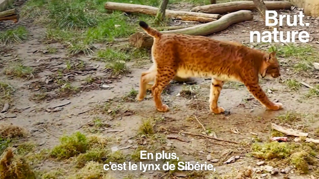 Gilles porte secours aux lynx blessés