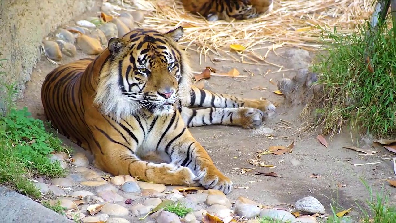 Unique Tigers Collection 8K HDR 60FPS ULTRA HD