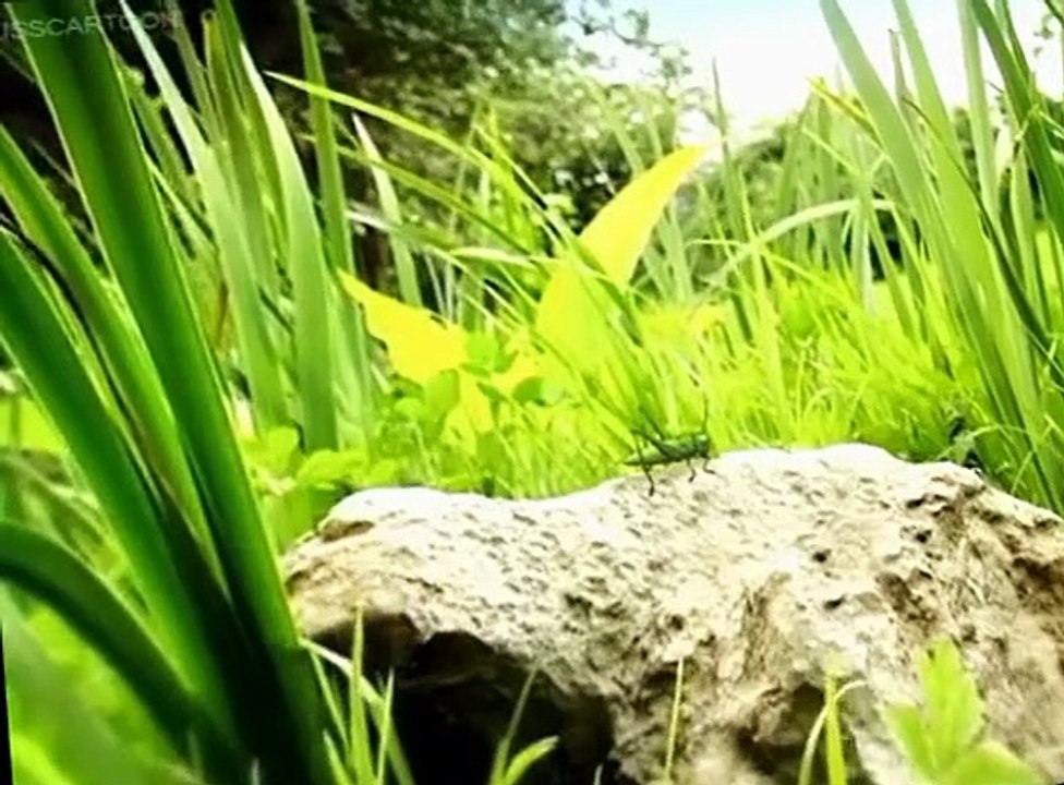 Minuscule Minuscule S03 E012 Jump Jump Jump
