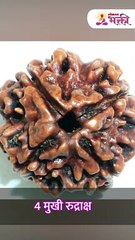 नोकरी मिळण्यासाठी रुद्राक्षाचा -हा- प्रयोग करून बघा!-