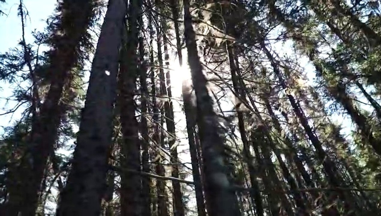 Brände in borealen Wäldern sind "Zeitbombe"