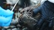 Quase 3.500 leões-marinhos morreram no Peru com suspeita de gripe aviária
