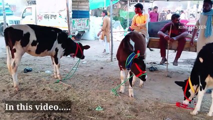 Pashu mandi Dabwali mein Desi gai ka stock/ पशु मंडी डबवाली में देसी गाय का स्टॉक  @hinddairyfarm  ਵੀਡਿਓ ਬਣਵਾਉਣ ਲਈ ਕਾਲ ਕਰੋ/वीडियो बनवाने के लिए कॉल करें: 7496025990