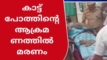 കാട്ടുപോത്തിൻ്റെ ആക്രമണം; ആദിവാസി വയോധികന് ദാരുണാന്ത്യം  