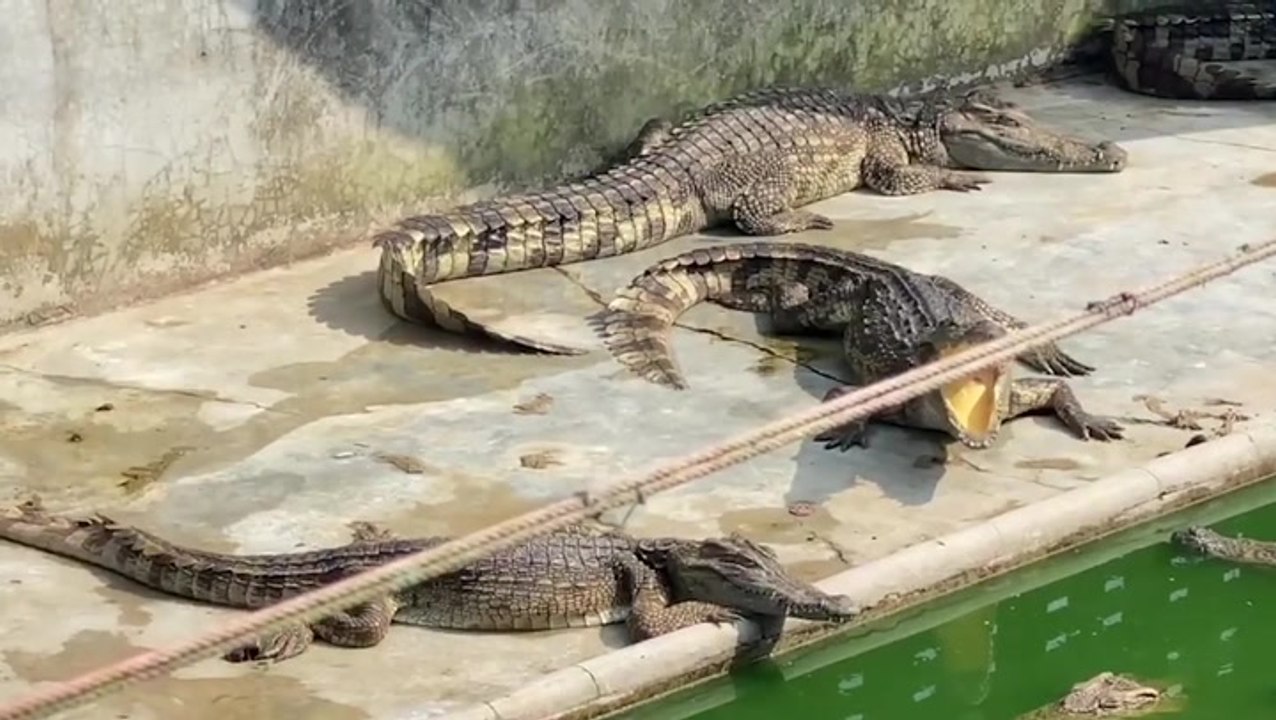 Hundreds of hungry crocodiles eat each other after farm owner died