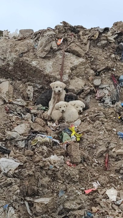 North Notts volunteers launch fundraiser for dumped puppies on scrap heap