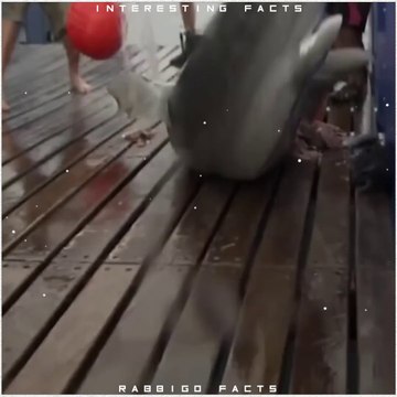 Cows Killing More Humans Than Humans killing Sharks