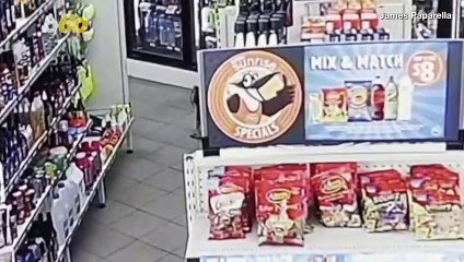 A Curious Koala Explored a Gas Station in Australia