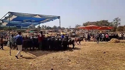 मवेशियों के लिए छांव व चारा-पानी की व्यवस्था नहीं