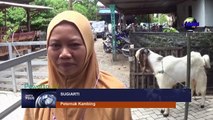 Prihatin Harga Jual Kambing Lesu,  Pemuda Magetan Budidaya Kambing Kontes