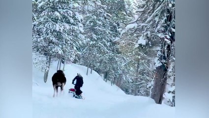 Moment moose falls over while charging at snowmobile rider